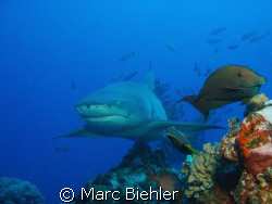 Lemon shark, Bora Bora cybershot T5 by Marc Biehler 